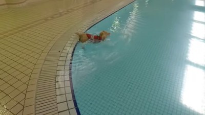 プールに落ちてしまいました!
