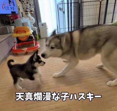 向かい合う2匹の犬