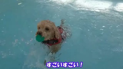 上手に泳いでいます!