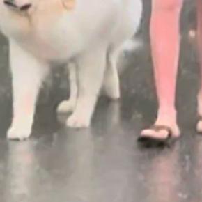 台風のため、パパが早めに犬の散歩へ→天気予報が外れ『大丈夫かな』と心配していたら…まさかの表情が73万再生「貫禄あって草」「顔たまらんw」