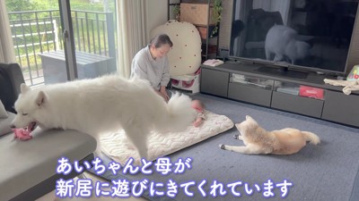 母と愛犬が遊びに来た