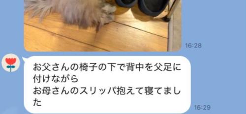 愛犬の写真が送られてきた