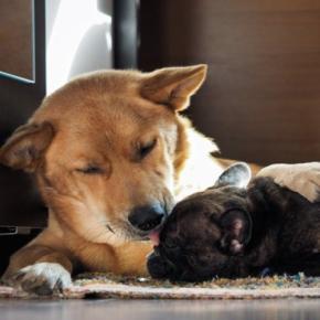 小型犬と大型犬では『年の取り方』が違う?シニアとされる年齢の目安とは