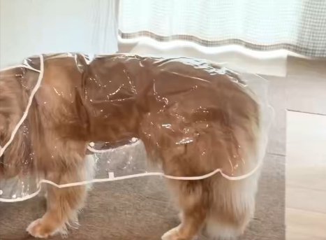 カッパ