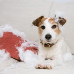 犬がよくする『困った行動』5つ 問題行動をしてしまう理由や解決するためにできることまで