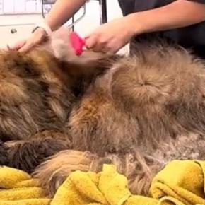 サロンでシャンプーされる超大型犬→施術台の上でリラックスしすぎてしまい…思わず笑顔になる光景が83万再生「優しい空間」「気持ちよさそう」