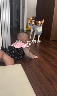 ワンコを見て笑い声を上げる赤ちゃん