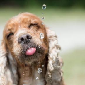 犬の『飲み水』最適な状態とは？適温は何度？間違った与え方による悪影響まで