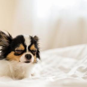 犬が『目を細める』6つの理由　病気の可能性は？受診が必要な状態まで解説