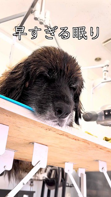 トリミング台で目を閉じて眠る大型犬