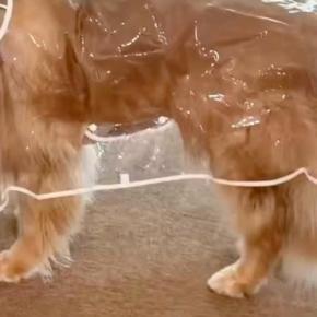 雨なので『カッパ』を着せられた大型犬→思った以上に『この世の終わりのような表情』に2万いいね「好きすぎるww」「虚無顔がかわいそ可愛い」
