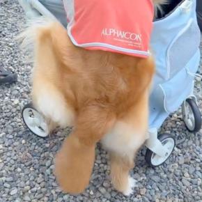 新しい『犬のカート』を買った結果→大型犬が『乗りたい』と訴えて…自分の大きさを理解していない『まさかの光景』が164万再生「声出して笑った」
