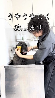 スポンジで顔まわりを優しく拭かれる大型犬