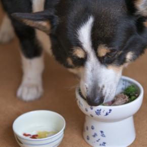 犬に絶対NGな『手作りご飯』4選　やってはいけない危険な与え方や意識すべきポイントまで