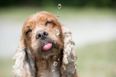 犬と水滴