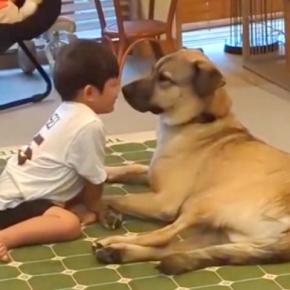 男の子を警戒していた『元野犬』→少しずつ、気持ちを受け入れて…心温まる『素敵すぎる関係』が30万再生「愛がいっぱい」「最高のパートナー」