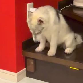 階段の段差を目の前にした子犬→『降りれるかな』と声をかけた結果…まさかの『赤ちゃんすぎる降り方』に3万いいね「無駄な動きがたまらんｗ」