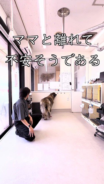 サロンでシャンプーされる超大型犬→施術台の上でリラックスしすぎてしまい…思わず笑顔になる光景が83万再生「優しい空間」「気持ちよさそう」