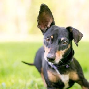 犬が『反応してしまう音』3つ　ワンコが好む音とは？しつけに活かす方法まで
