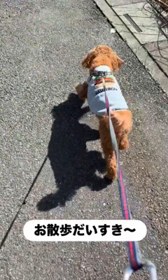 楽しそうにお散歩