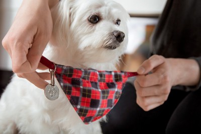 首輪をつけられている犬