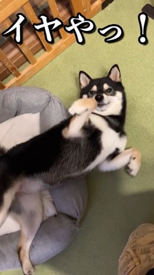再びゴロ~ン