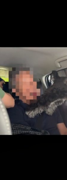 犬の後ろ足