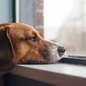 犬が『暇すぎる』と思っているときにする行動6選　暇だと感じる要因や退屈させないコツまで