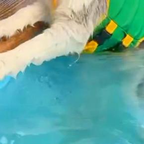 プールに来た大型犬→『楽しく泳ぐかな』と思ったら…必死すぎる『子どものような光景』が103万再生「何してんねんｗｗ」「帰りたそうで草」