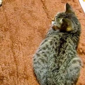 保護猫のことを『優しく撫でてね』と犬に伝えた結果→お手本を見せると…尊すぎる『まさかの光景』が17万再生「賢くて優しい」「本当にワンコ？」