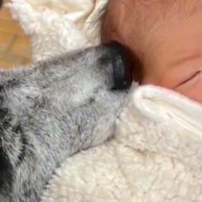 出産後、赤ちゃんと帰宅→『子どもが苦手なはずの秋田犬』が近づいて…愛に溢れている『成長記録』が10万再生「うるっときた」「尊すぎる」