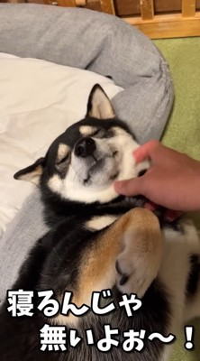 二度寝する気満々!