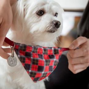 犬を混乱させてしまう『名前』4選　避けるべき言葉や名付けのポイントまでご紹介