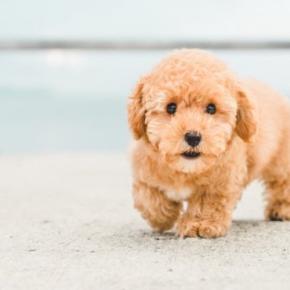 【2026年最新版】人気犬種ランキングTOP5　注目されている理由や飼う前に必要な知識まで