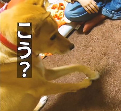 「こう?」とカーペットをナデナデ
