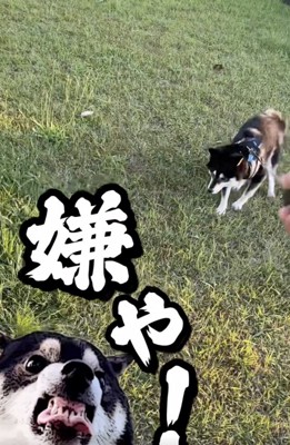 「戦いたいんやぁ」