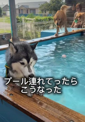 全然泳がない!!