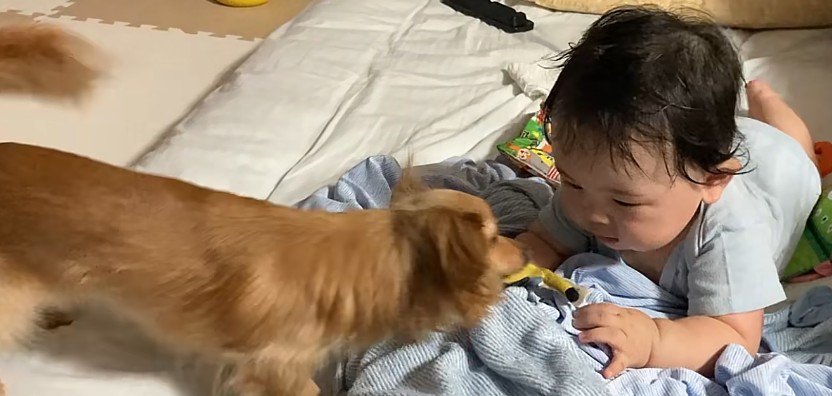 赤ちゃんが『ずりばい』を覚えた結果→犬とおもちゃを取り合って…あまりにも平和な『攻防戦』が10万再生「互角ですごいｗ」「応援したくなる」
