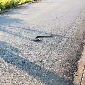 道路で『巨大なヘビ』と遭遇→一緒にいた犬に『危ないからやめよ！』と伝えた結果…まさかの展開が411万再生「戦闘態勢で草」「ハンターすぎｗ」