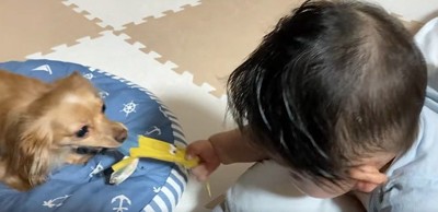 引っ張りっこ再開!!