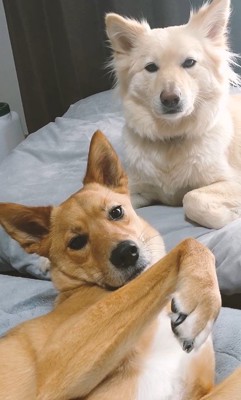 ひばち君&つづら君