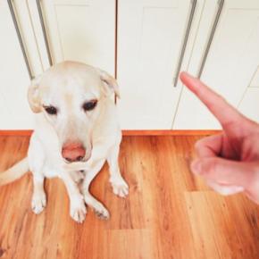 犬のしつけでやってはいけない『絶対NG行為』3つ　デメリットとなる叱り方や注意点まで