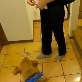 朝、制服を着て玄関にやってきた息子→犬が『夏休みの終わり』を察して…あまりにも切ない『表情』に反響「悲壮感がハンパない」「寂しいね」