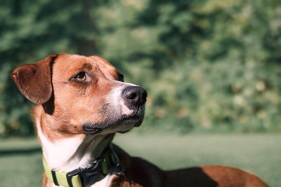 振り向く犬