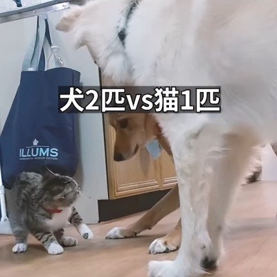 茅ちゃんVSひばち君&つづら君