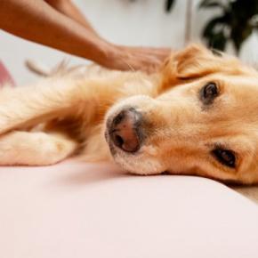 犬の『ボディーコントロール』ってなに？お手入れや体調管理で役立つトレーニング方法とは