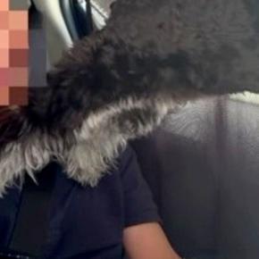ふと、車の後部座席を覗いた結果→なぜか『犬』がとんでもないポーズをしていて…想定外すぎる光景に反響「SASUKE完全制覇」「世界救いそう」