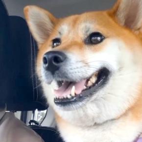 車に乗り、ウキウキ気分でドッグランに行く犬→到着後『たくさん遊ぶかな』と思ったら…想定外な光景に1万いいね「なんでｗ」「やる気はどこへ」