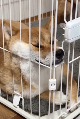 柵にもたれてウトウトする柴犬