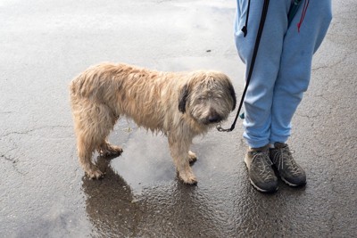 濡れた地面と長毛の犬